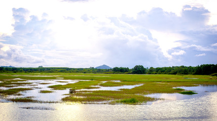 Fototapeta premium Landscape of Swamp , With nature Feeling relaxed and bright blue sky with cloud in background.