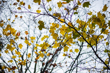 Autumn background, bare branches of trees on a background of autumn gray sky in the clouds.