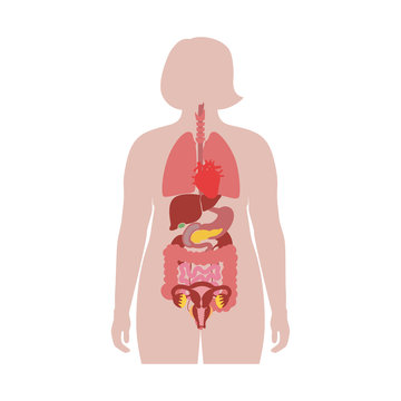 internal organs in obese female body