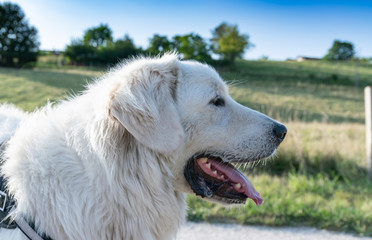 Portrait of the head of the Polish Tatra Sheepdog on a background of grass and plants.