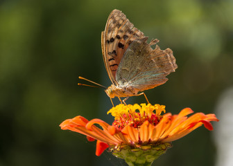 Fototapeta premium Butterflies on blurred background of flowers