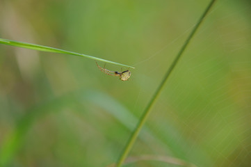 Large spider sits on web waiting for prey