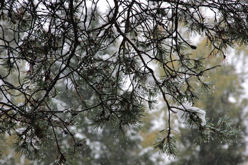Pine tree folage with rain drops with background of cloudy sky and yellow forest