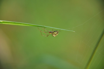 Large spider sits on web waiting for prey