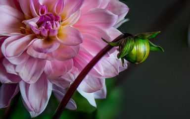 Pink chrysanthemum with bud close up