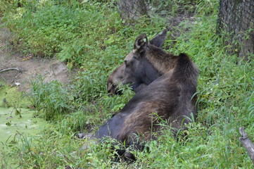 A moose laying in the grass