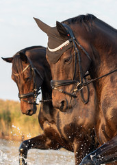 2 Horses