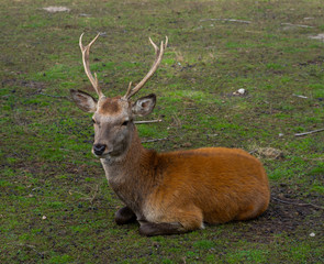 Ein Reh mit Hörnern liegt auf einer Wiese