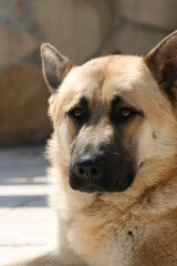 PHOTO OF A GERMAN SHEPHERD DOG