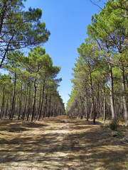 forêt de pins	