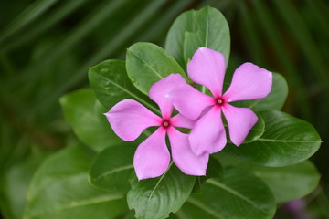 purple flowers in the garden with close  up and grass background