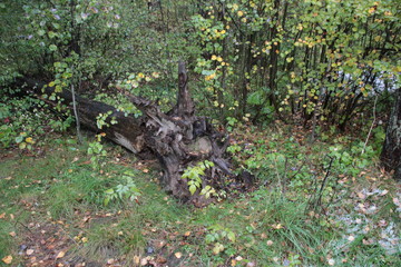 Wet fallen tree with roots in autumn forest with green grass, yellow leaves and first snow