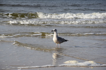 Strand Möwe Meer Ostsee