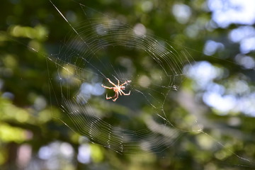 Spinne im Netz Kreuzspinne
