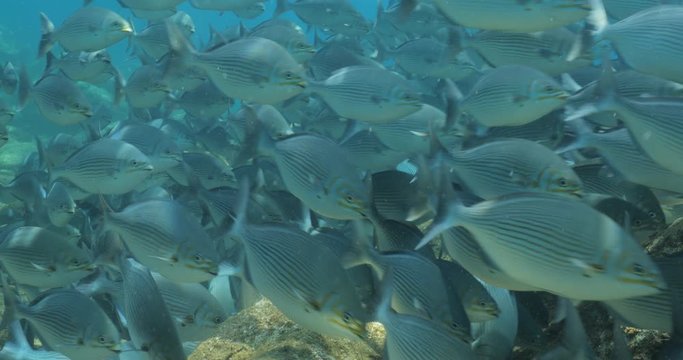 School of Cortez rainbow wrasse and Yellowtail surgeonfish on the reefs of the sea of cortez, Mexico.