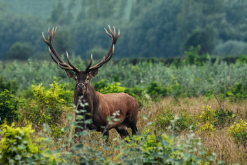 Naklejka na ściany i meble Red deer stag between ferns in autumn forest