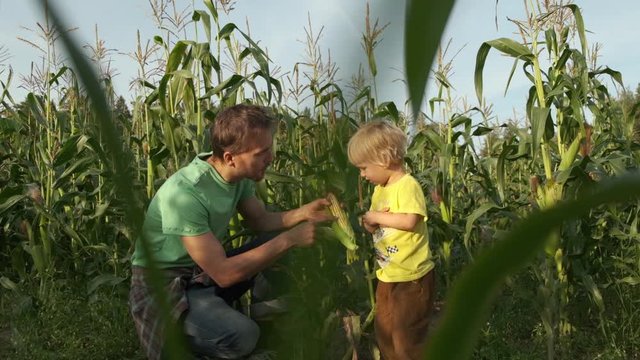 Father farmer shows his young son what corncob looks like in corn field. Agriculture harvesting concept. 