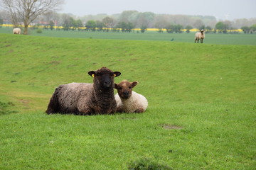 Schaf und Schäfchen Lamm auf dem Deich