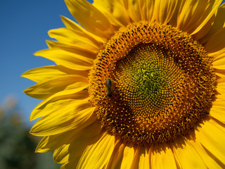 Abeja sobre girasol 
