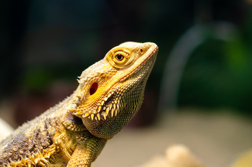 Pogona vitticeps, the central (or inland) bearded dragon, is a species of agamid lizard occurring in a wide range of arid to semiarid regions of Australia.