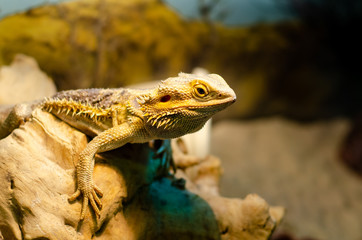 Pogona vitticeps, the central (or inland) bearded dragon, is a species of agamid lizard occurring in a wide range of arid to semiarid regions of Australia.
