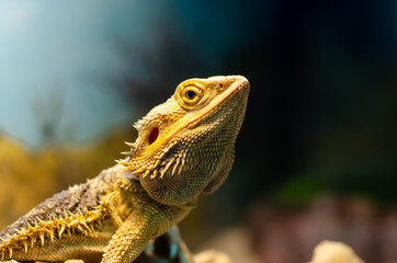 Pogona vitticeps, the central (or inland) bearded dragon, is a species of agamid lizard occurring in a wide range of arid to semiarid regions of Australia.