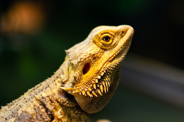 Pogona vitticeps, the central (or inland) bearded dragon, is a species of agamid lizard occurring in a wide range of arid to semiarid regions of Australia.
