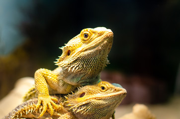 Obraz premium Pogona vitticeps, the central (or inland) bearded dragon, is a species of agamid lizard occurring in a wide range of arid to semiarid regions of Australia.