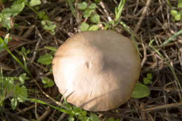 wild white mushroom growing among grass and land