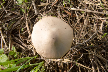 Naklejka na ściany i meble wild white mushroom growing among grass and land. close up
