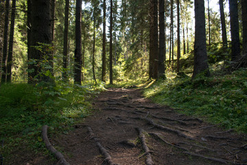path in the forest