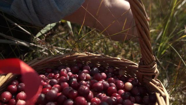 Elderly caucasian woman picking wild cranberry (Oxycoccus macrocarpus) in swamp. Close up view of hands and basket full of berries.
