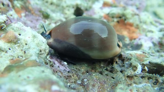 Video of Cypraea lurida sea snail - Luria lurida