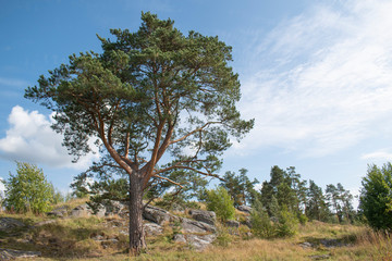 Pine tree on the hill 