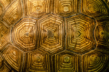 Fototapeta premium African spurred tortoise shell texture detail.