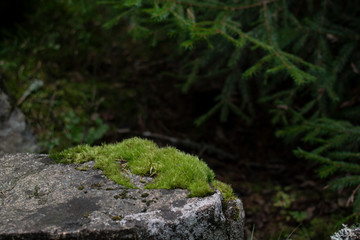 Naklejka na ściany i meble green moss on a stone
