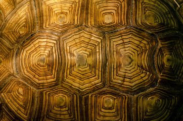 African spurred tortoise shell texture detail.