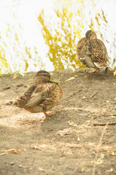 Wild Ducks, Drake, Bird, Wild Bird, Small Bird, Duck On The Lake, Leader, Summer, Vacation, Season, Travel, Pond, Park, Recreation Area, Relax, Nature