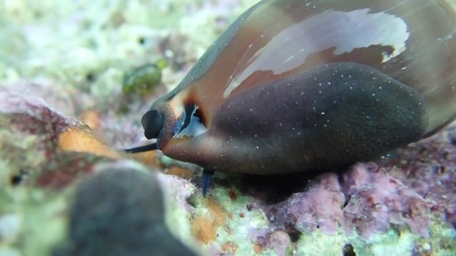 Video of Cypraea lurida sea snail - Luria lurida