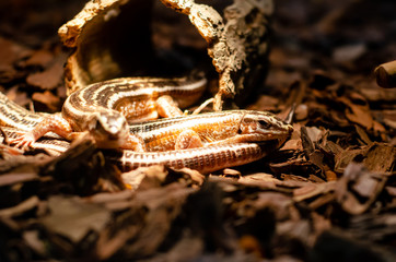 Zonosaurus quadrilineatus, the four-lined girdled lizard.