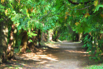 Fototapeta na wymiar Picturesque path among coniferous bushes. Thuja alley, evergreen conifer trees