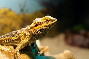 Pogona vitticeps, the central (or inland) bearded dragon, is a species of agamid lizard occurring in a wide range of arid to semiarid regions of Australia.