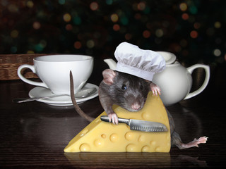 The pet rat in a cook hat with a chef's knife is hugging a big piece of cheese with holes on the table with white a cup and a teapot.