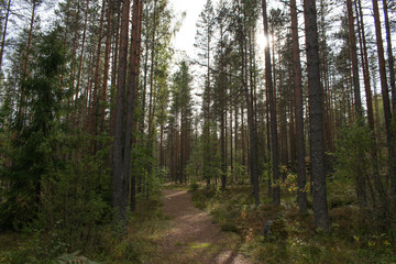 path in pine trees forest