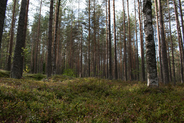 Fototapeta na wymiar green moss in pine trees forest