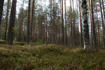 Fototapeta premium green moss in pine trees forest