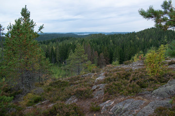 Fototapeta na wymiar view in the mountains on a boreal forest