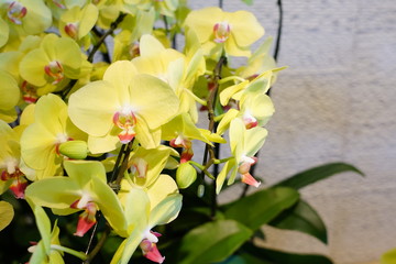 The brigjt yellow orchid flowers.