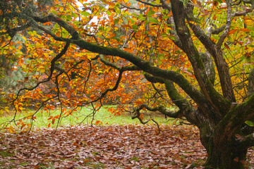 Golden autumn leaves fallen from trailing branches of old gnarled tree. Colorful orange, yellow, brown colors with dense foliage carpet on ground
