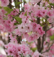 Cherry Blossom, Sakura. Photo of beautiful cherry blossom for interior. A metaphor for the ephemeral nature of life